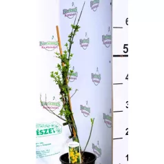 Téli jázmin Jasminum nudiflorum P14