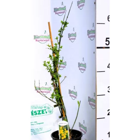 Téli jázmin Jasminum nudiflorum P14