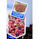 Fürtös hanga Leucothoe axillaris Curly Red P17