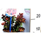 Fürtös hanga Leucothoe axillaris Curly Red P17