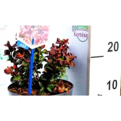 Fürtös hanga Leucothoe axillaris Curly Red P17