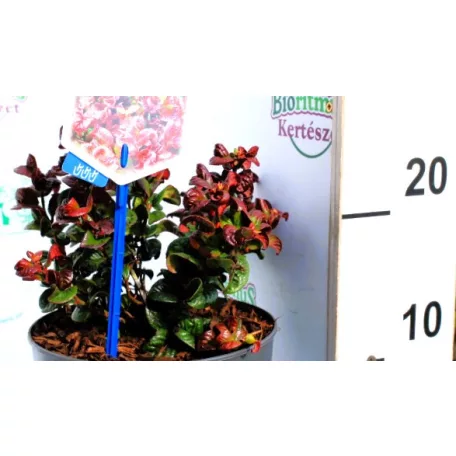 Fürtös hanga Leucothoe axillaris Curly Red P17