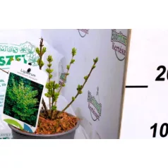   Aranytarka fagyal (Tarka levelű fagyal, Ovális levelű aranyfagyal) Ligustrum ovalifolium Aureum P14