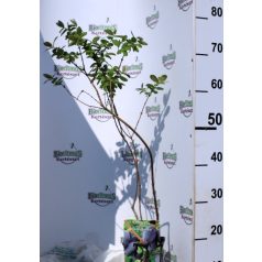 Kamcsatkai mézbogyó Lonicera kamtschatica Sinoglaska C2