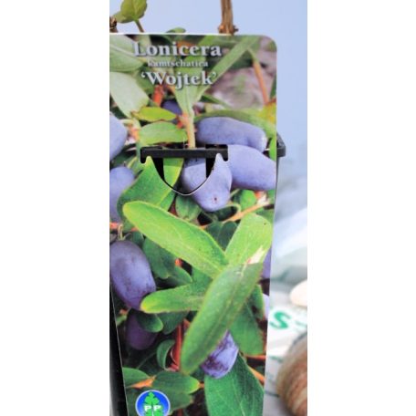 Kamcsatkai mézbogyó Lonicera kamtschatica Wojtek C2