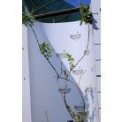 Kamcsatkai mézbogyó Lonicera kamtschatica Wojtek C2