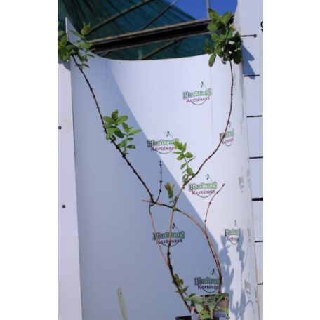 Kamcsatkai mézbogyó Lonicera kamtschatica Wojtek C2