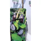 Kamcsatkai mézbogyó Lonicera kamtschatica Woloszebnica C2