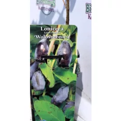 Kamcsatkai mézbogyó Lonicera kamtschatica Woloszebnica C2