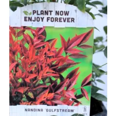   Japán szentfa / Szent bambusz Nandina domestica Gulf Stream V2