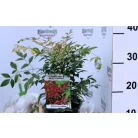 Japán szentfa / Szent bambusz Nandina domestica Gulf Stream V2