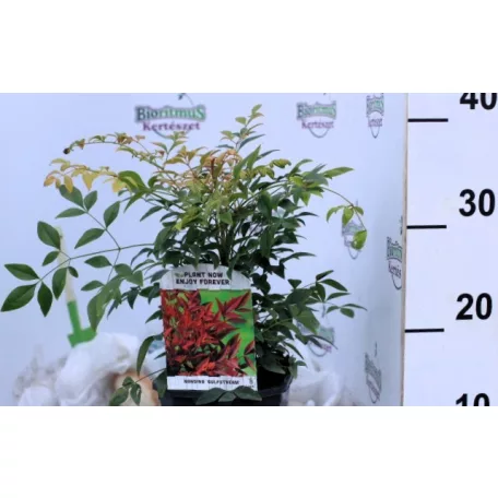 Japán szentfa / Szent bambusz Nandina domestica Gulf Stream V2