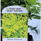 Japán szentfa / Szent bambusz Nandina domestica Lemon-Lime V2