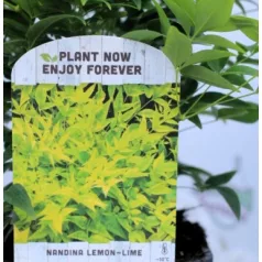   Japán szentfa / Szent bambusz Nandina domestica Lemon-Lime V2