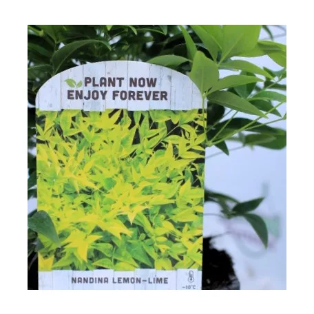 Japán szentfa / Szent bambusz Nandina domestica Lemon-Lime V2
