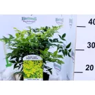 Japán szentfa / Szent bambusz Nandina domestica Lemon-Lime V2