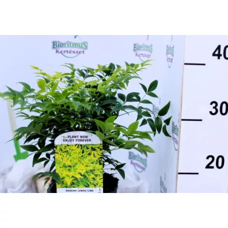 Japán szentfa / Szent bambusz Nandina domestica Lemon-Lime V2