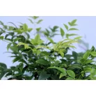 Japán szentfa / Szent bambusz Nandina domestica Lemon-Lime V2