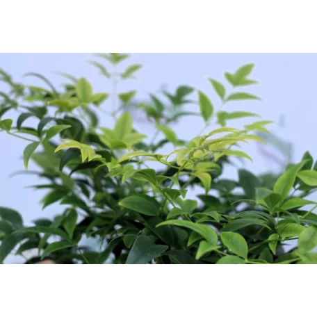 Japán szentfa / Szent bambusz Nandina domestica Lemon-Lime V2
