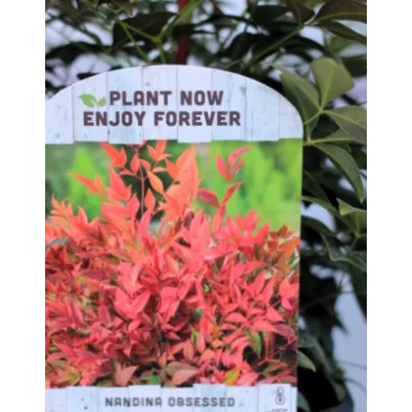 Japán szentfa Nandina domestica Obsessed V2