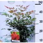 Japán szentfa Nandina domestica Obsessed V2