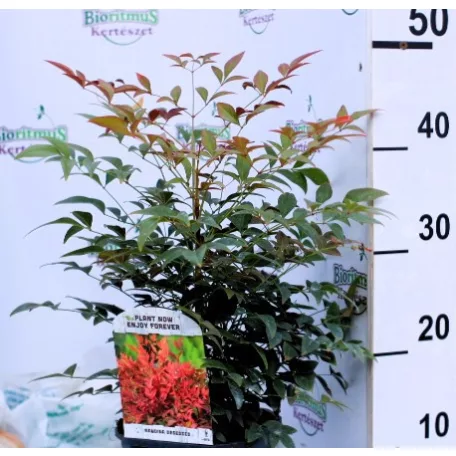 Japán szentfa Nandina domestica Obsessed V2