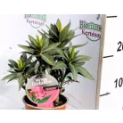 Leander, Evolution Nerium oleander Evolution P12