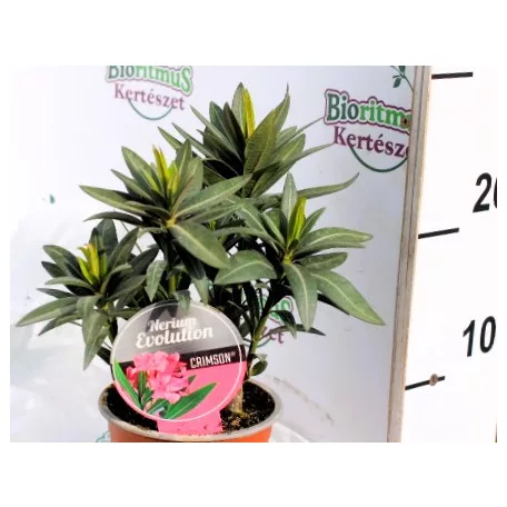 Leander, Evolution Nerium oleander Evolution P12