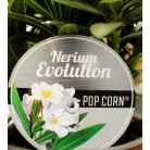 Leander, Evolution Nerium oleander Evolution P12