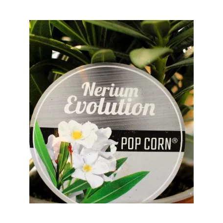 Leander, Evolution Nerium oleander Evolution P12