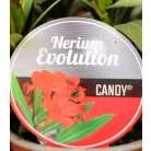Leander, Evolution Nerium oleander Evolution P12