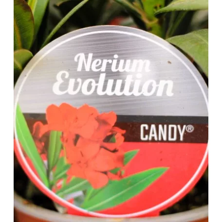 Leander, Evolution Nerium oleander Evolution P12