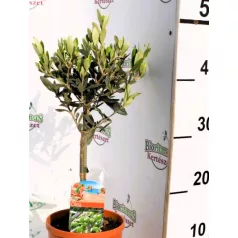 Olajfa Olea europaea P14