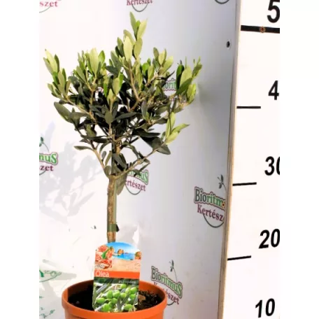 Olajfa Olea europaea P14