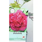 Fás bazsarózsa Paeonia suffruticosa C2