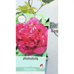 Fás bazsarózsa Paeonia suffruticosa C2