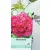 Fás bazsarózsa Paeonia suffruticosa C2