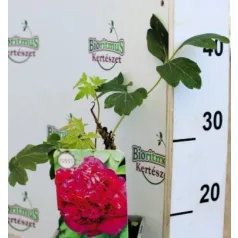 Fás bazsarózsa Paeonia suffruticosa C2