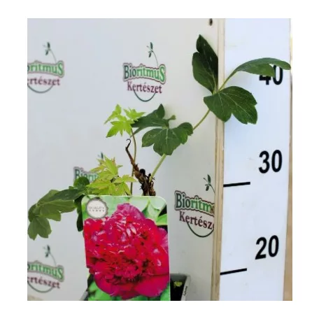 Fás bazsarózsa Paeonia suffruticosa C2