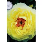 Fás bazsarózsa Paeonia suffruticosa C2