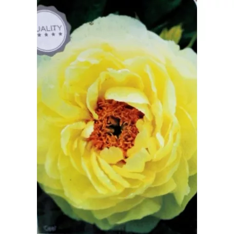 Fás bazsarózsa Paeonia suffruticosa C2