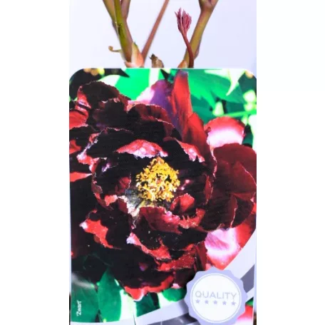 Fás bazsarózsa Paeonia suffruticosa C2