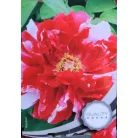 Fás bazsarózsa Paeonia suffruticosa C2