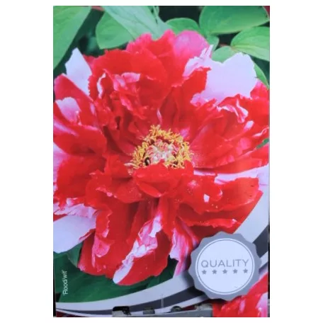 Fás bazsarózsa Paeonia suffruticosa C2