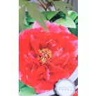 Fás bazsarózsa Paeonia suffruticosa C2