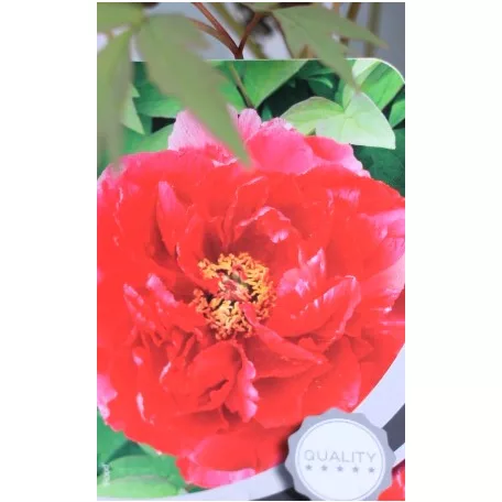 Fás bazsarózsa Paeonia suffruticosa C2