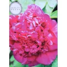 Fás bazsarózsa Paeonia suffruticosa C2