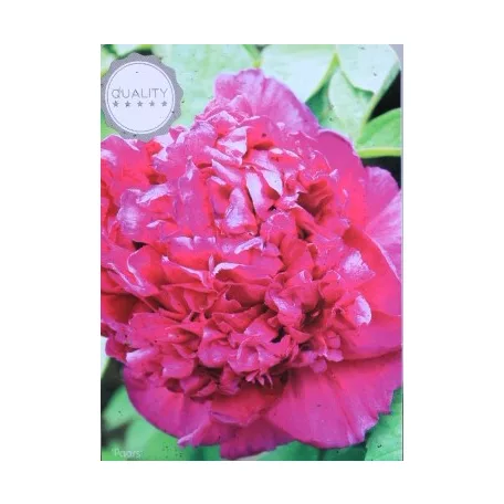 Fás bazsarózsa Paeonia suffruticosa C2