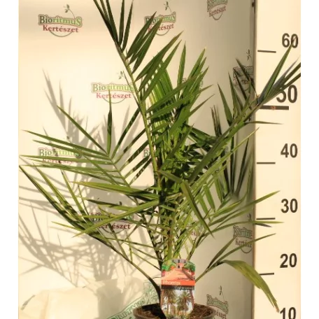 Kanári főnixapálma (Kanári datolyapálma) Phoenix canariensis P15