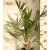 Kanári főnixapálma (Kanári datolyapálma) Phoenix canariensis P15